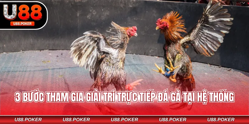 3 bước tham gia giải trí trực tiếp đá gà tại hệ thống
