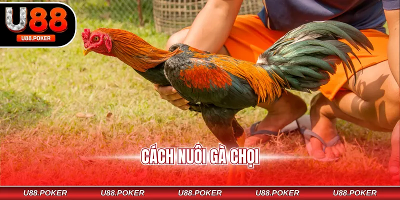 cách nuôi gà chọi
