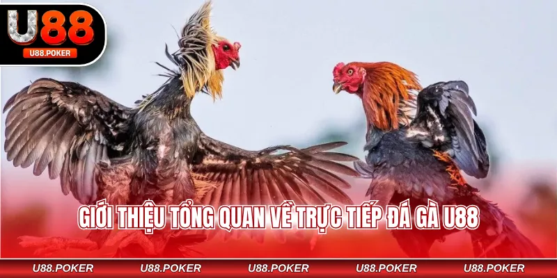 Giới thiệu tổng quan về trực tiếp đá gà U88