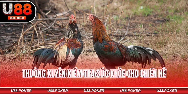Thường xuyên kiểm tra sức khỏe cho chiến kê